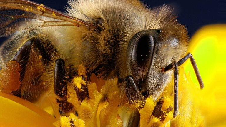 arilarin yalnizca iki gozu yok binlercesi var OLTgMcRg