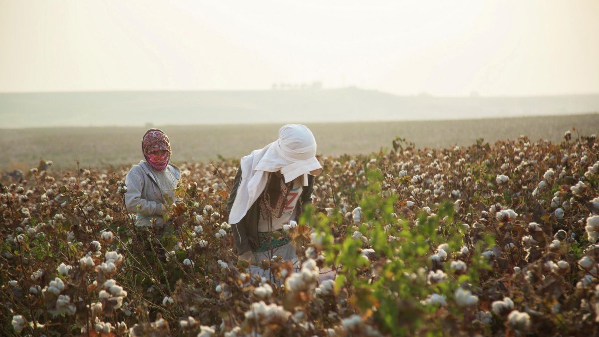 gaziantepte beyaz altin hasadi basladi jNw4gTOw