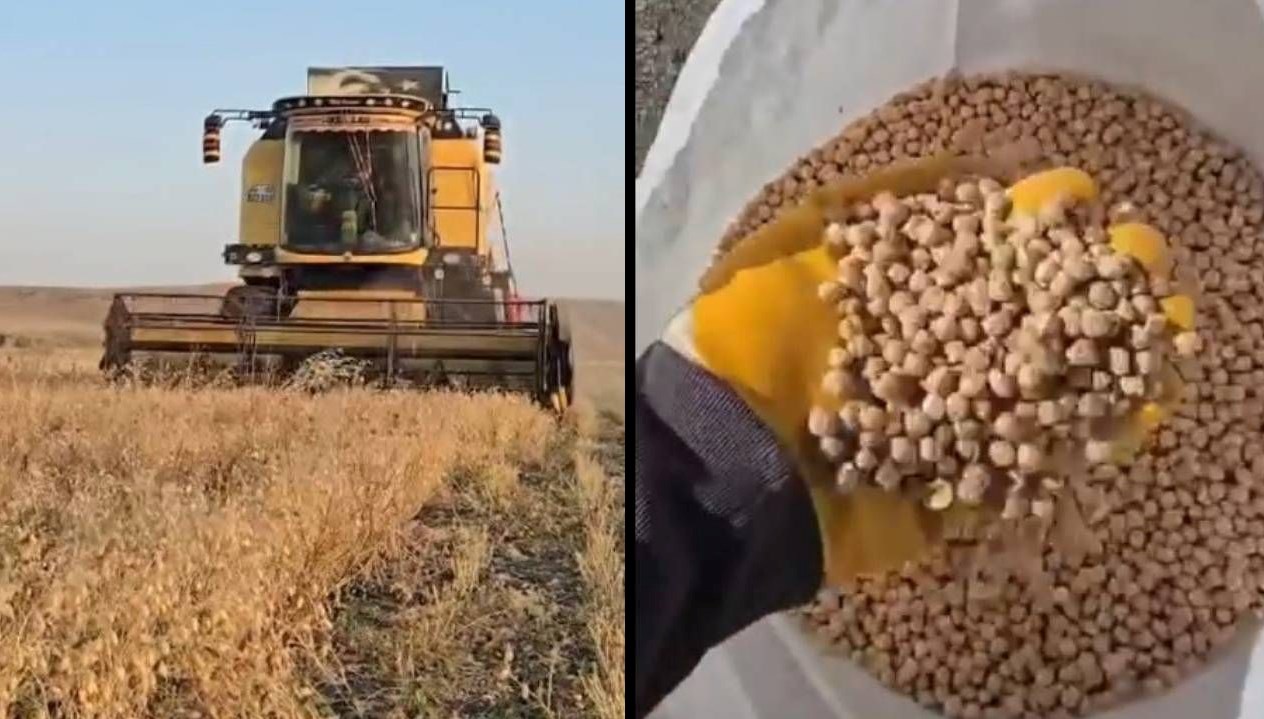 karsta nohut hasadi basladi dekar basina 100 150 kilo verim UJ9CZdKO