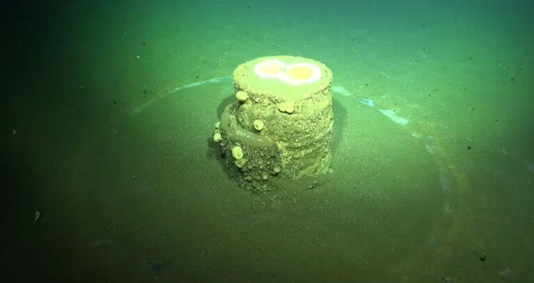 okyanus tabanindaki gizemli halkalar zehirli sirri aciga cikardi 37cFLdp7