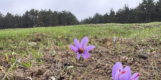 dunyanin en pahali baharati kilogrami 600 bin liradan satilacak zIXBimjd.jpg