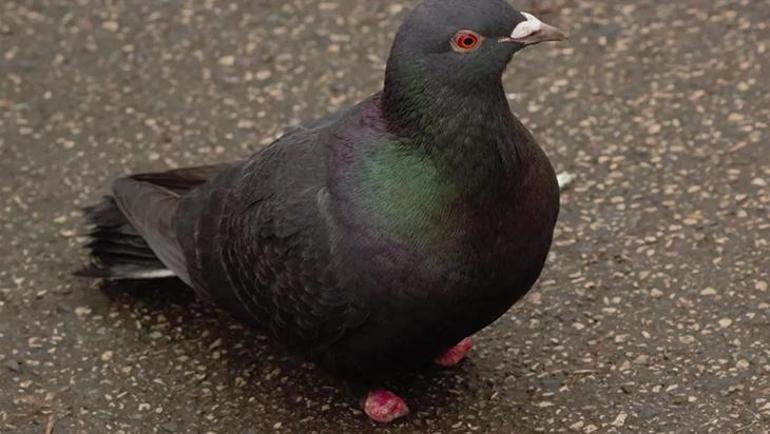 Güvercinlerin yaşadığı zorluklar