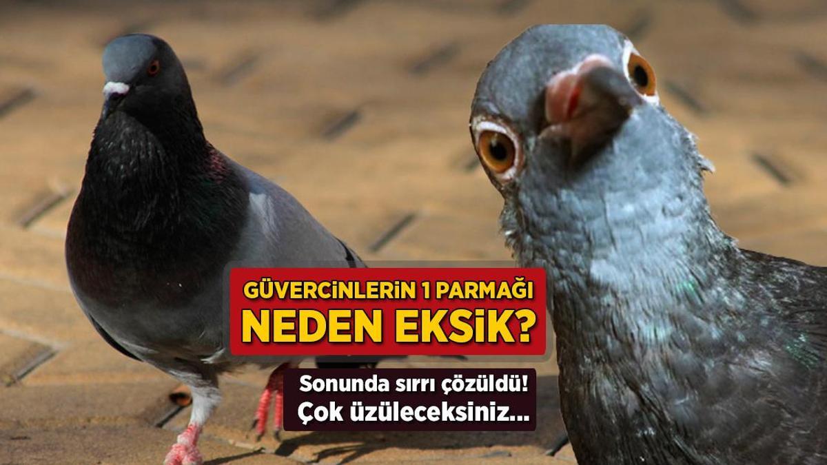 bu ulkede guvercinlerin bir parmagi eksik yurek burkan sir cozuldu NbLqKG3B.jpg