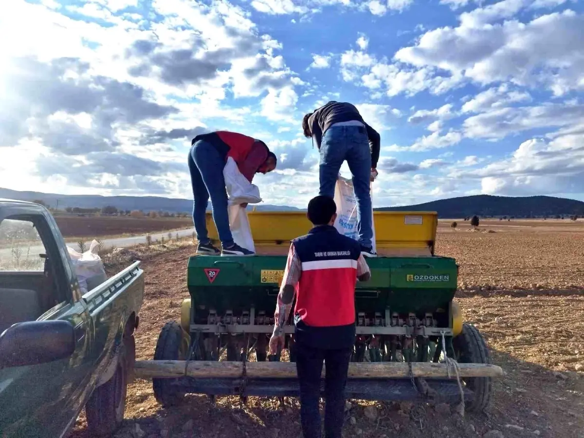 cavdarhisarda tohum dagitimi ve ekimi Xvbv7xnX.jpg