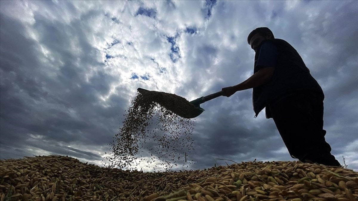 zirai don desteginde ureticilere 17 milyar lira daha odenecek xHrZIDzc.jpg