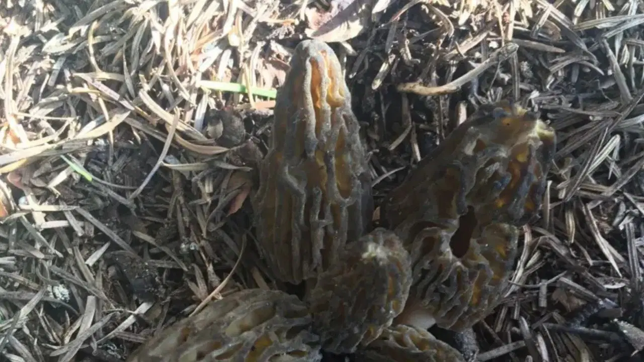 Toroslar’da KuZGÖBEĞİ MANTARI Sezonu: Kilosu 1500 TL ile Pazar’da