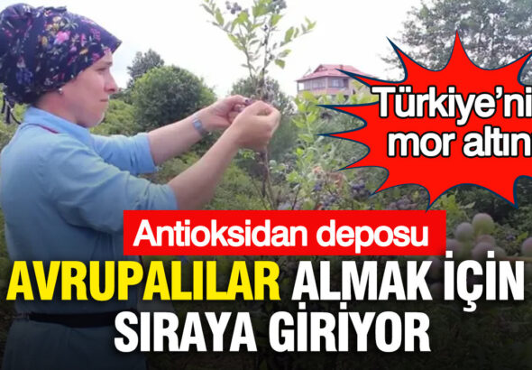 turkiyenin-mor-altini-avrupalilar-almak-icin-siraya-giriyor-antioksidan-deposu-tYVsHUsu